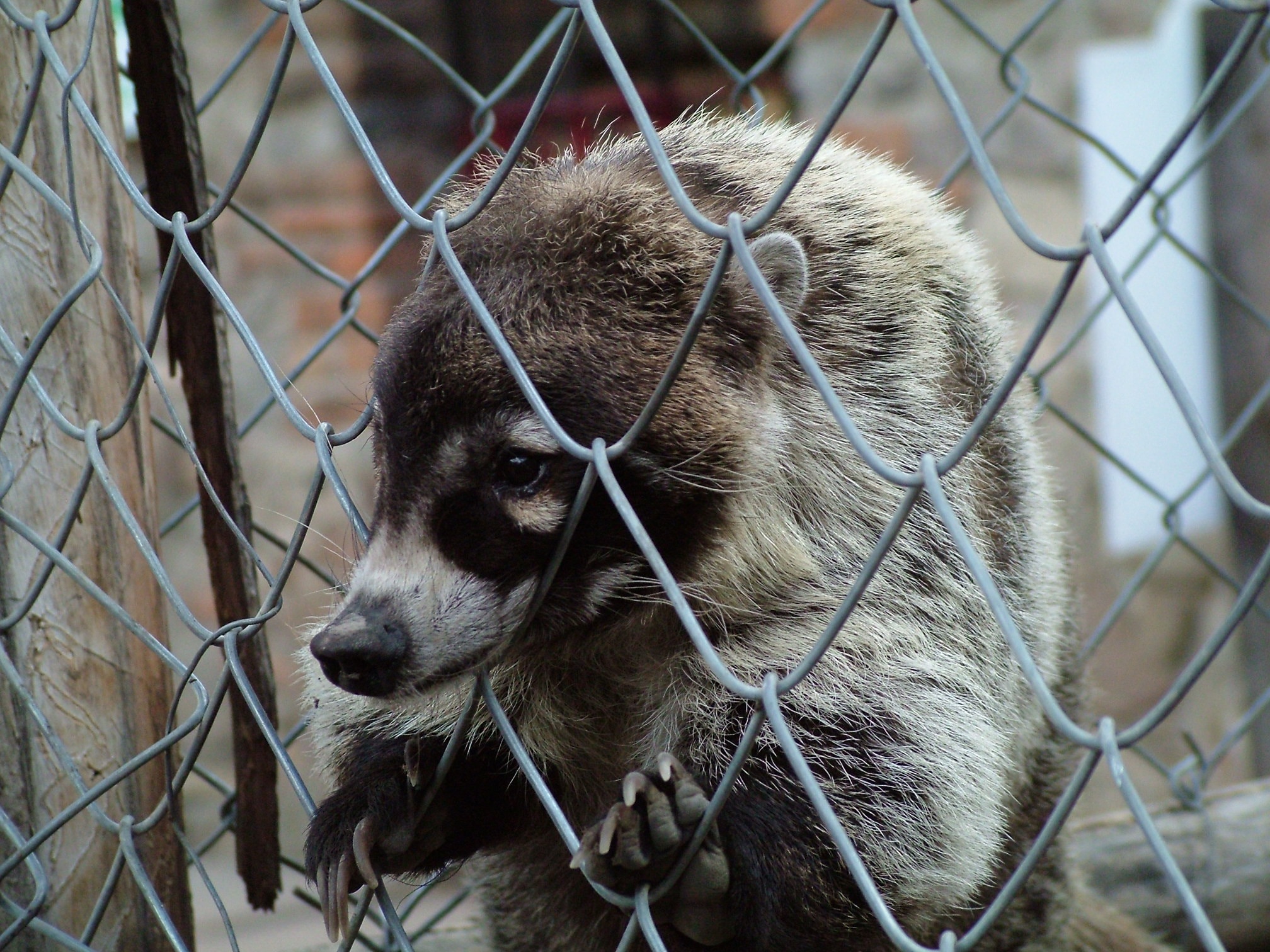 gray racoon on chain link fence