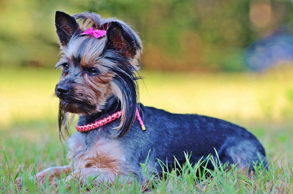 black and brown yorkshire terrier preview