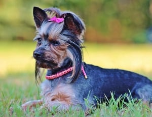 black and brown yorkshire terrier thumbnail