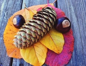 Season, Autumn, Leaf, Fall, Leaves, wood - material, close-up thumbnail