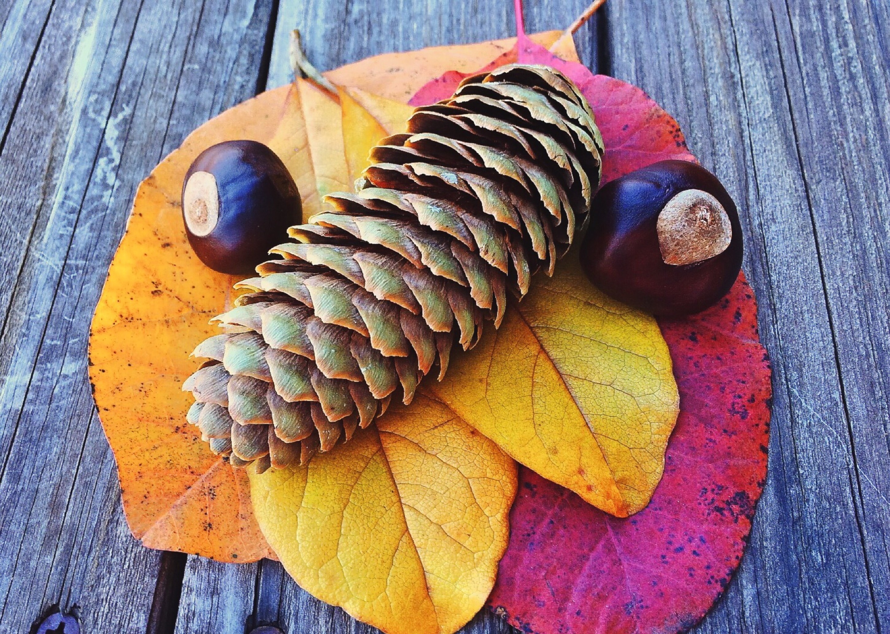 Season, Autumn, Leaf, Fall, Leaves, wood - material, close-up
