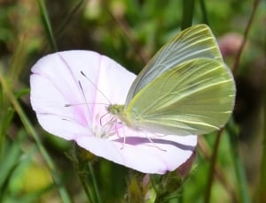 green butterfly and purple clustered petal flower thumbnail
