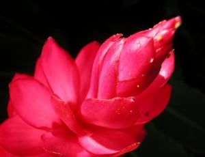 closeup photography of red petal flower thumbnail
