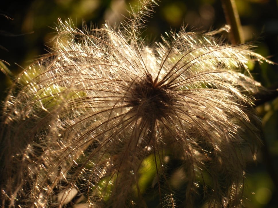 pasque flower seed head preview