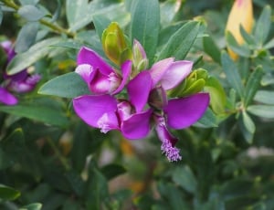 purple orchids thumbnail