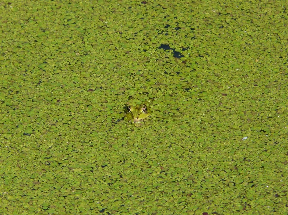 Amphibian, Pond, Water, Frog, Green, green color, grass preview