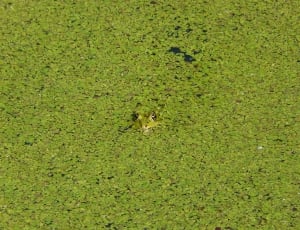 Amphibian, Pond, Water, Frog, Green, green color, grass thumbnail