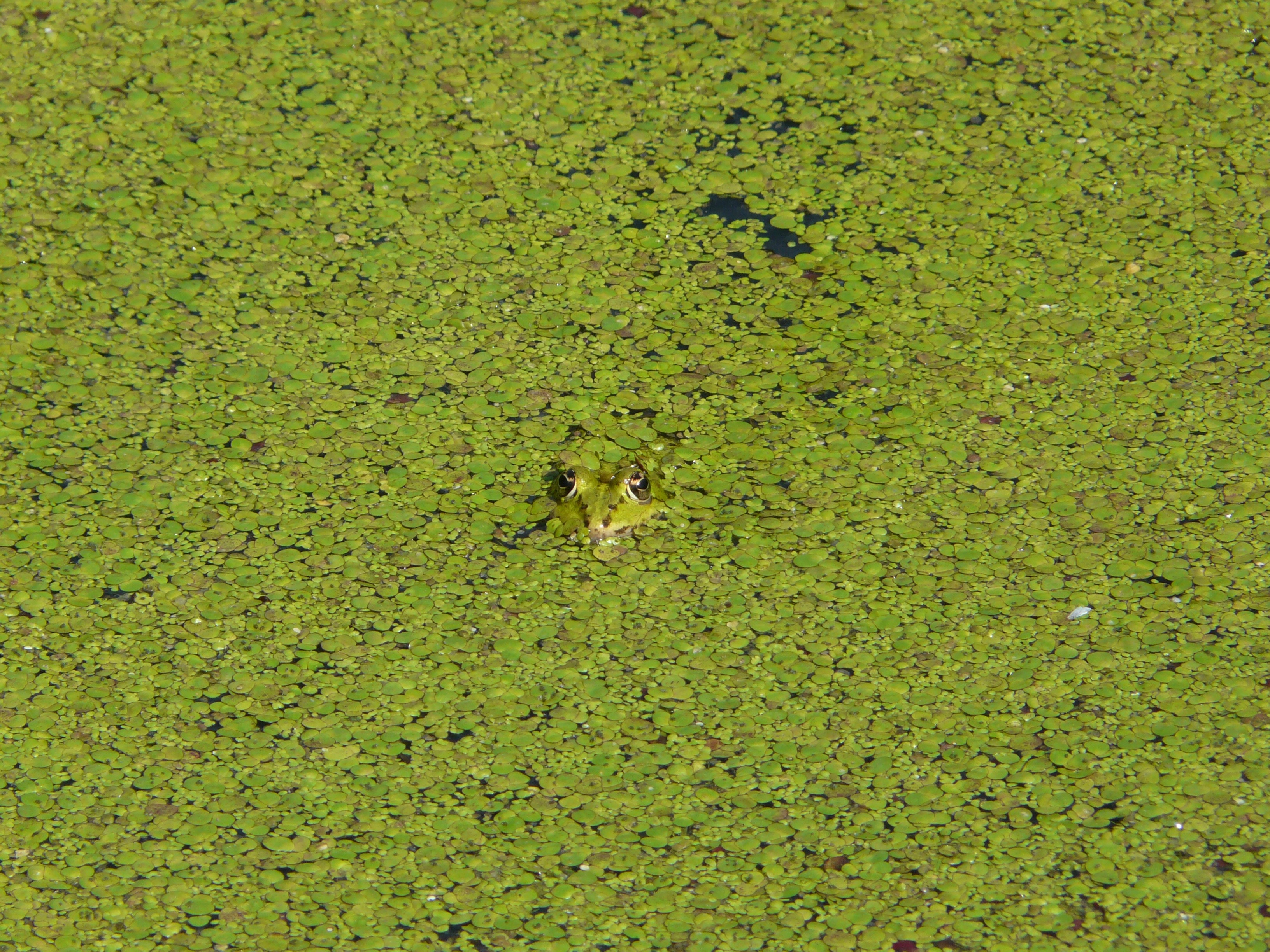 Amphibian, Pond, Water, Frog, Green, green color, grass