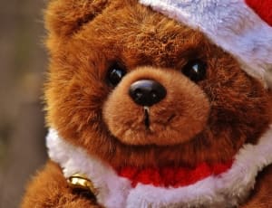 brown teddy bear with santa hat thumbnail