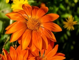 orange flowers thumbnail