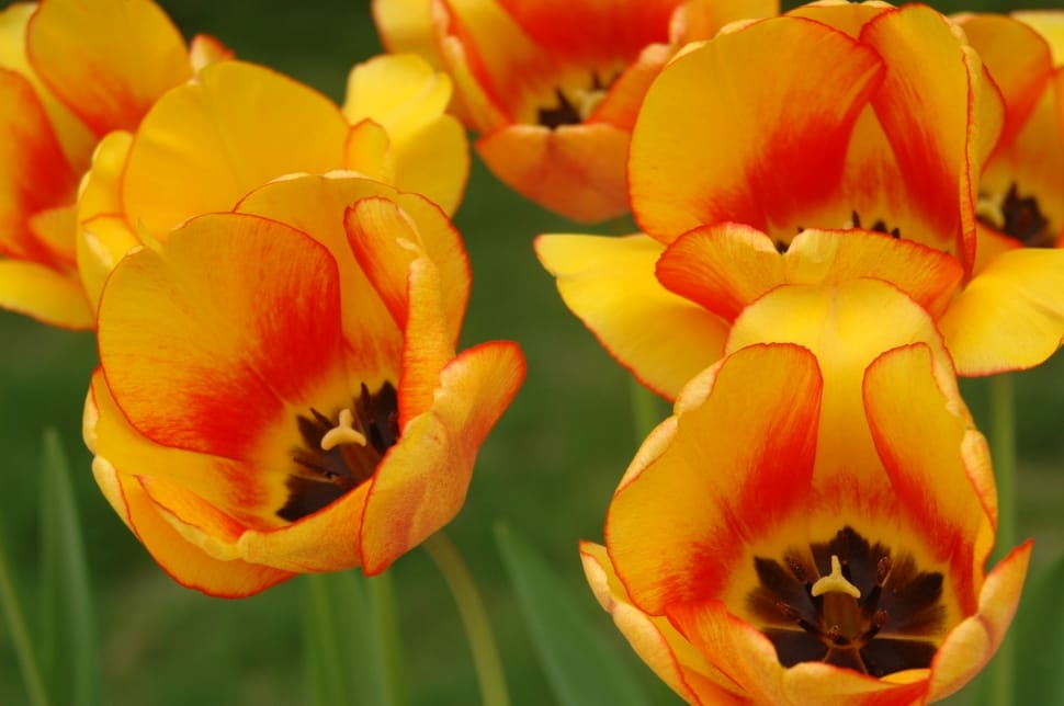 yellow and red tulips preview