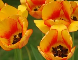 yellow and red tulips thumbnail