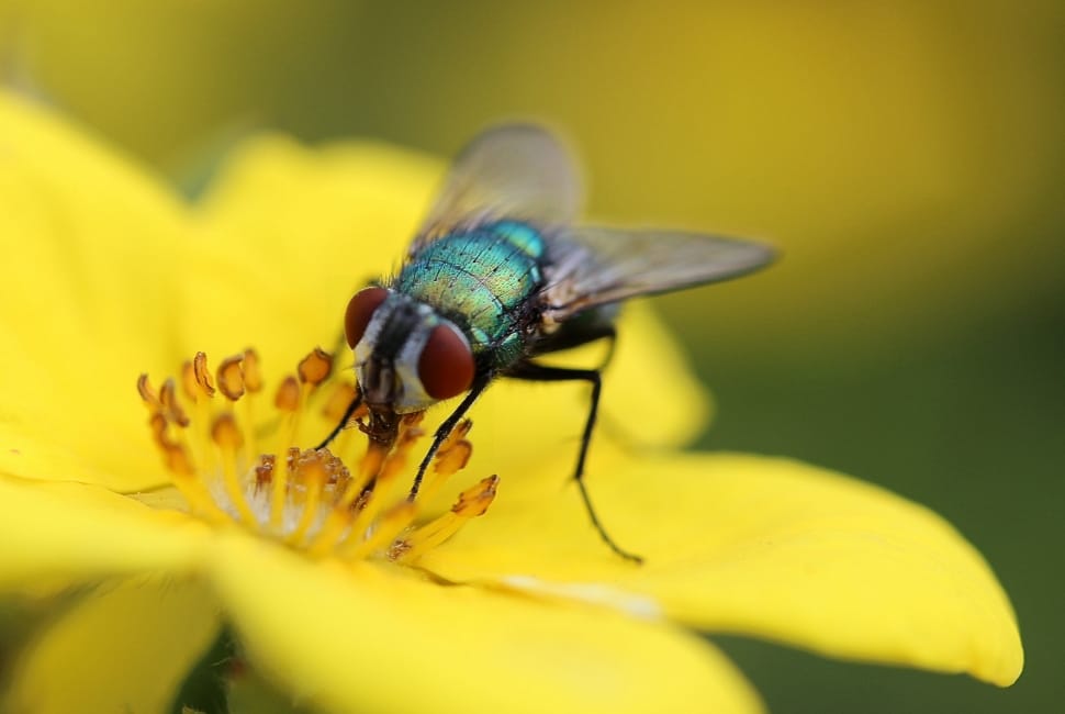 bottle fly on yellow flower preview