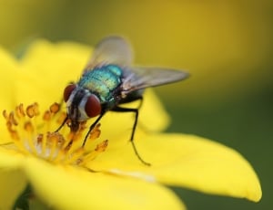bottle fly on yellow flower thumbnail