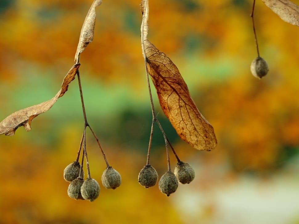 Autumn, Golden, Leaf, Fall Foliage, hanging, focus on foreground preview