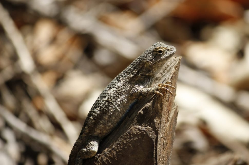 brown lizard on rock in selective focus photography during daytime preview