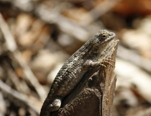 brown lizard on rock in selective focus photography during daytime thumbnail