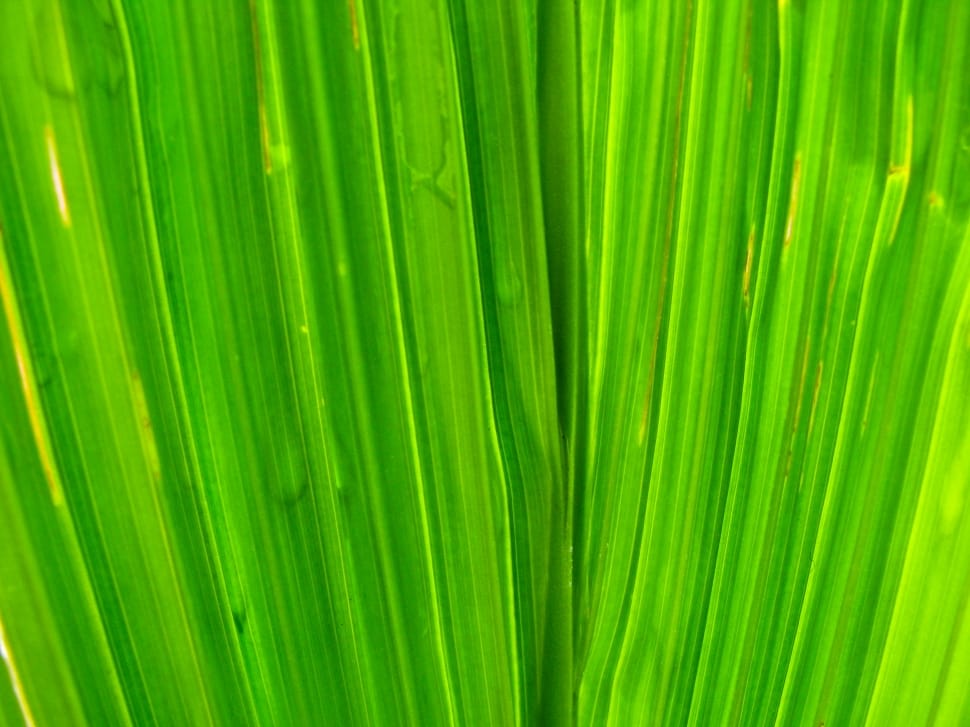 green, plant, nature, green color, palm tree preview