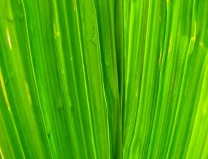 green, plant, nature, green color, palm tree thumbnail