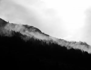 gray scale photo of trees with fog thumbnail