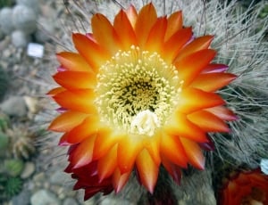 Cacti, Flower, Cactus, Blooming Cactus, flower, petal thumbnail