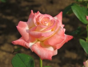 selective focus photograph of pink and white rose bloom thumbnail