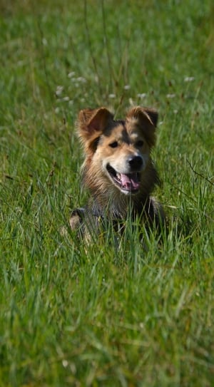 black and tan german shepherd puppy mix laying down on grass lawn thumbnail