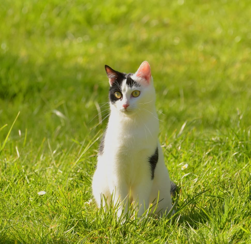 Cat, Adidas, Animal, Black And White, grass, domestic cat preview