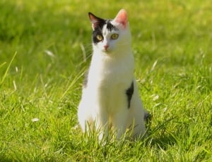 Cat, Adidas, Animal, Black And White, grass, domestic cat thumbnail