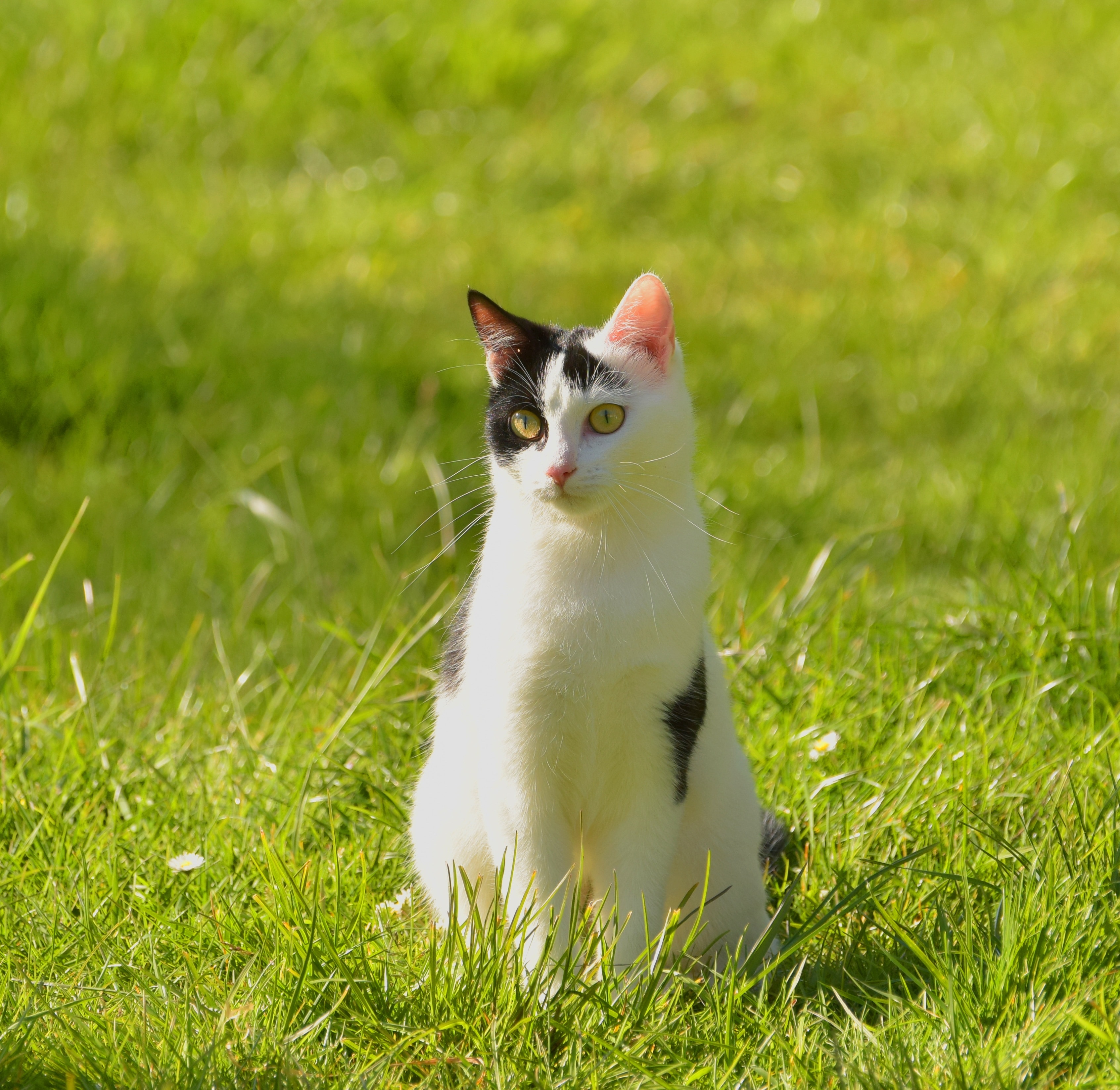 Cat, Adidas, Animal, Black And White, grass, domestic cat