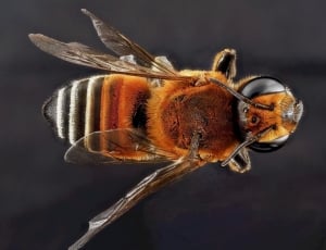 brown Honeybee thumbnail