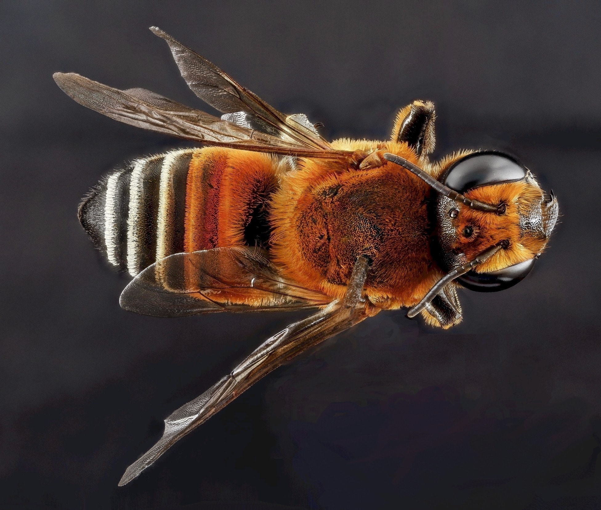 brown Honeybee