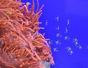 school of fish and corals thumbnail