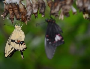 pale swallowtail butterfly and cocoons thumbnail