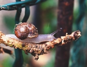 brown snails  on brown tree branch thumbnail