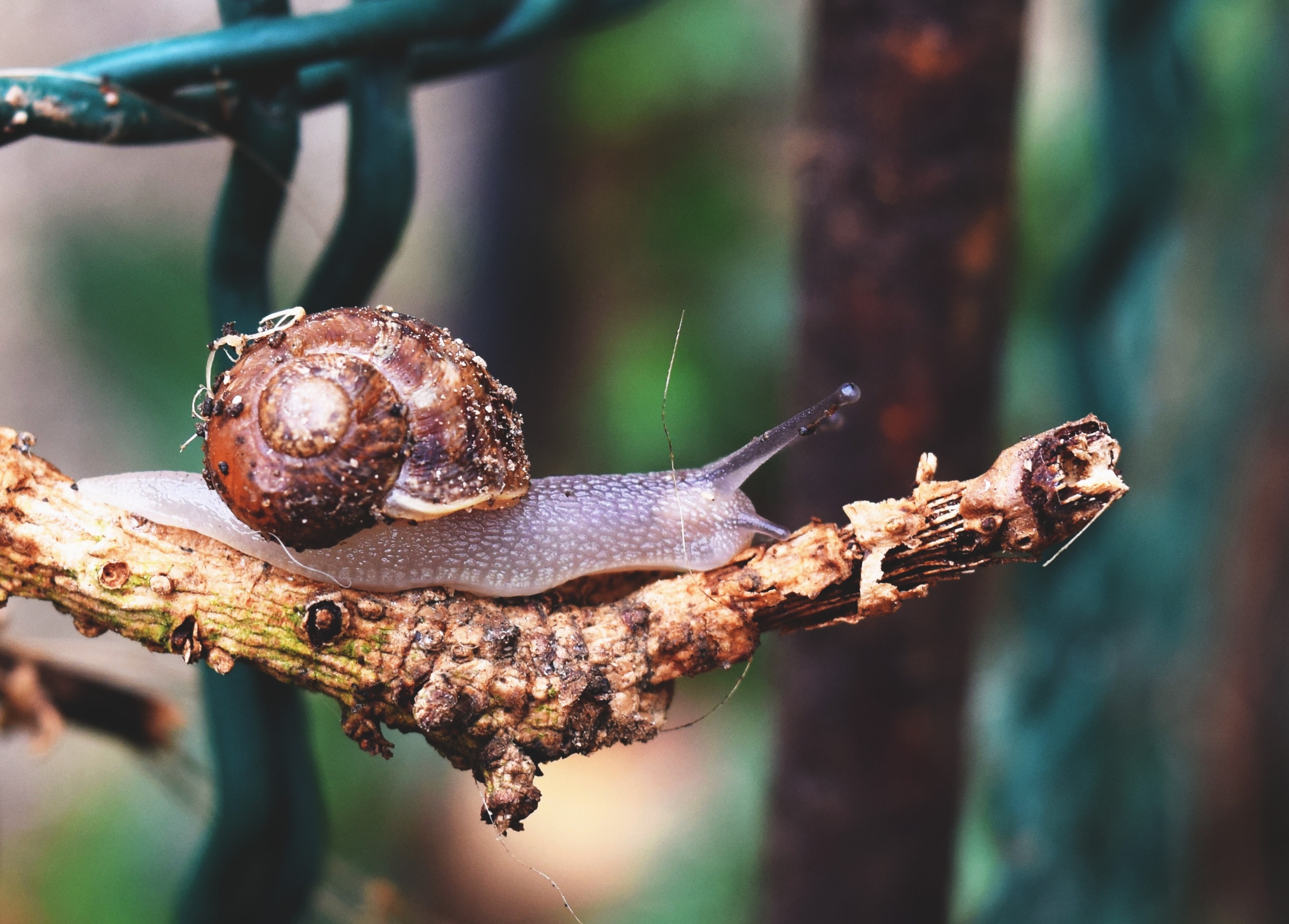 brown snails  on brown tree branch