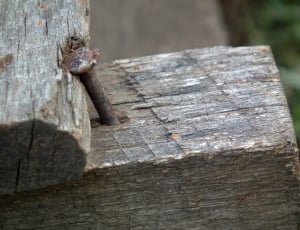 brown steel nail on brown wooden surface thumbnail