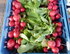 Radishes, Fresh, Vegetables, Market, food and drink, freshness thumbnail