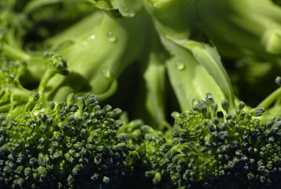 broccoli vegetable preview