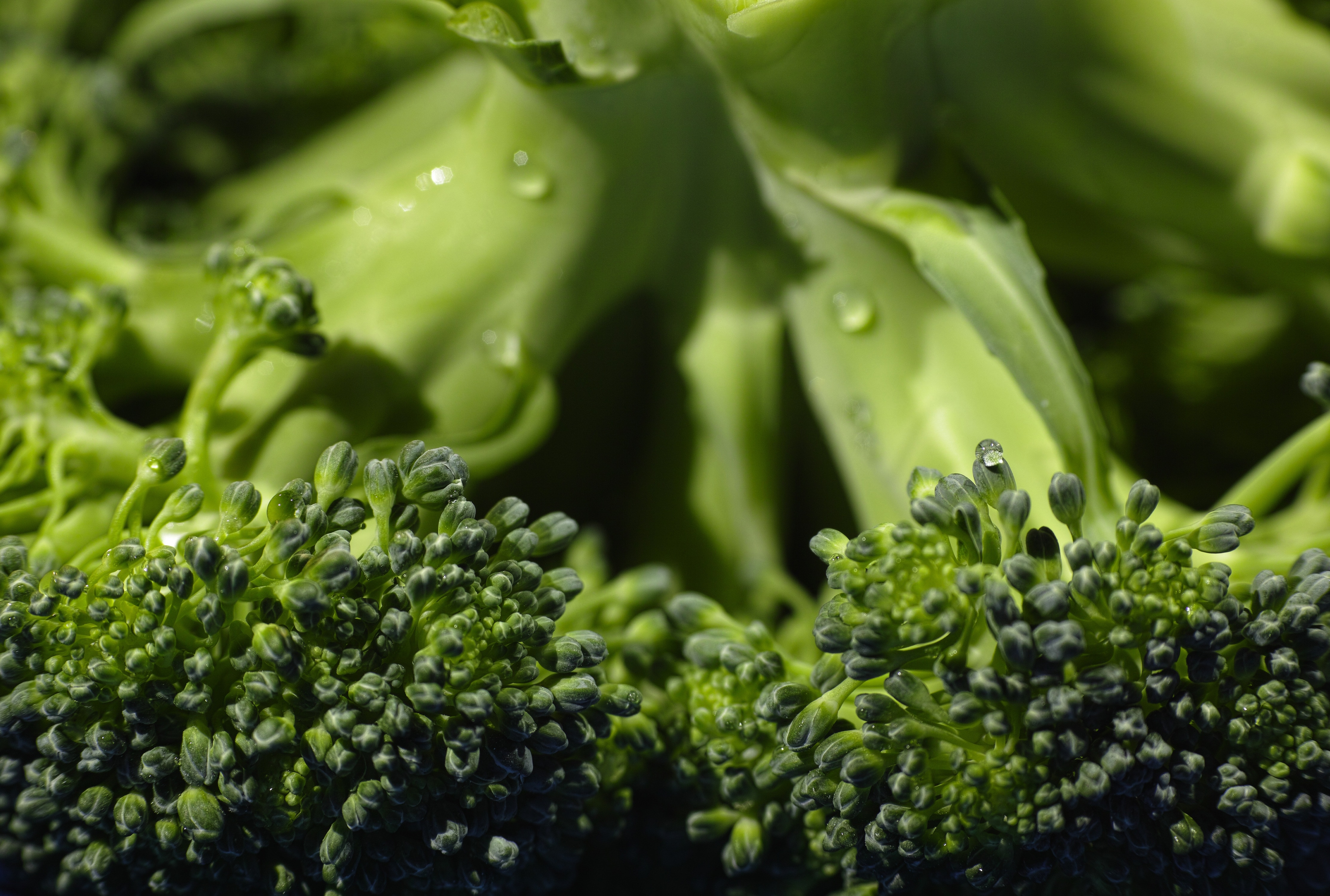 broccoli vegetable
