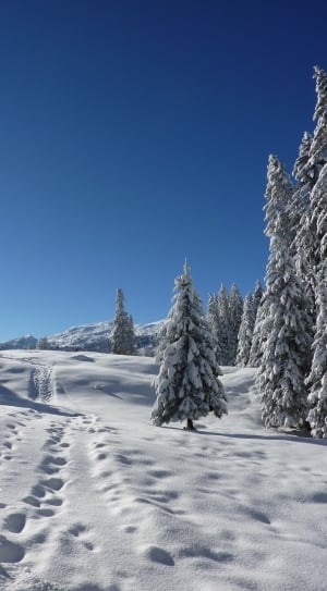 landscape of mountain filled with trees covered with snow thumbnail