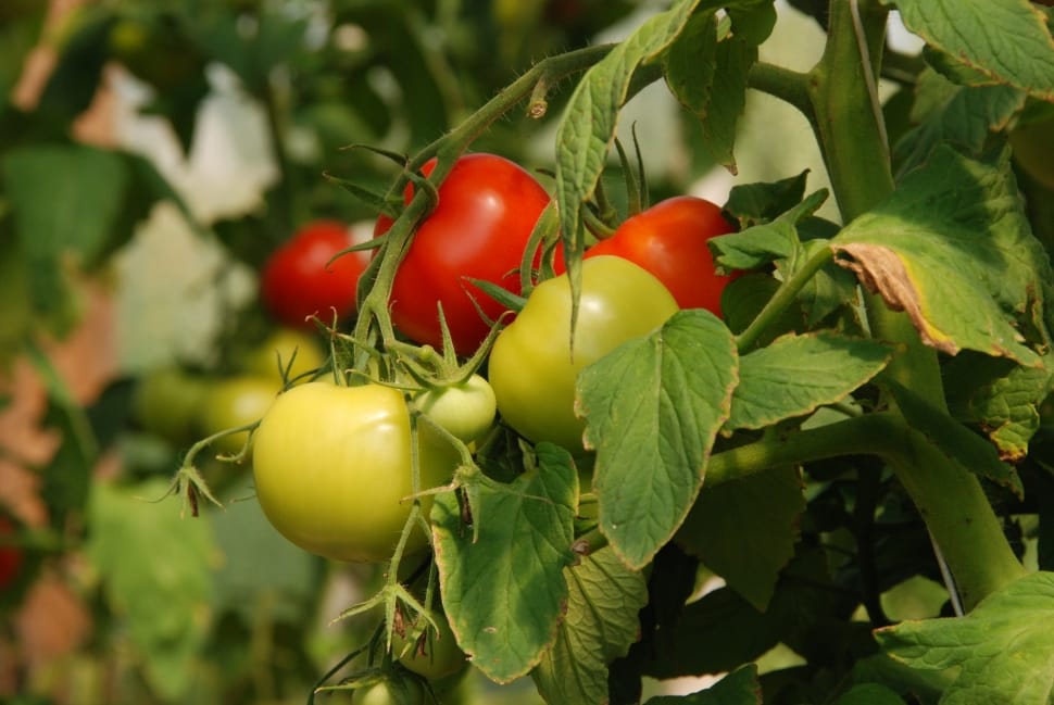 green and red tomatoes preview