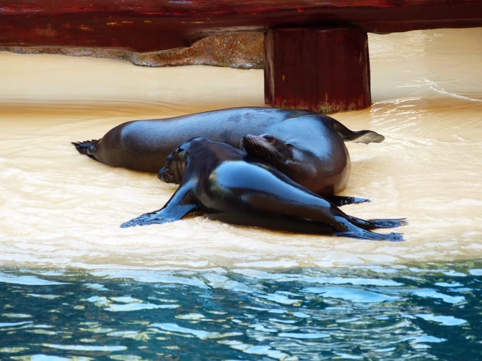 three sea lion on body of water preview