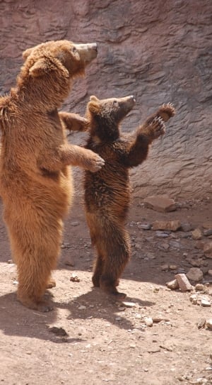 2 brown bears thumbnail