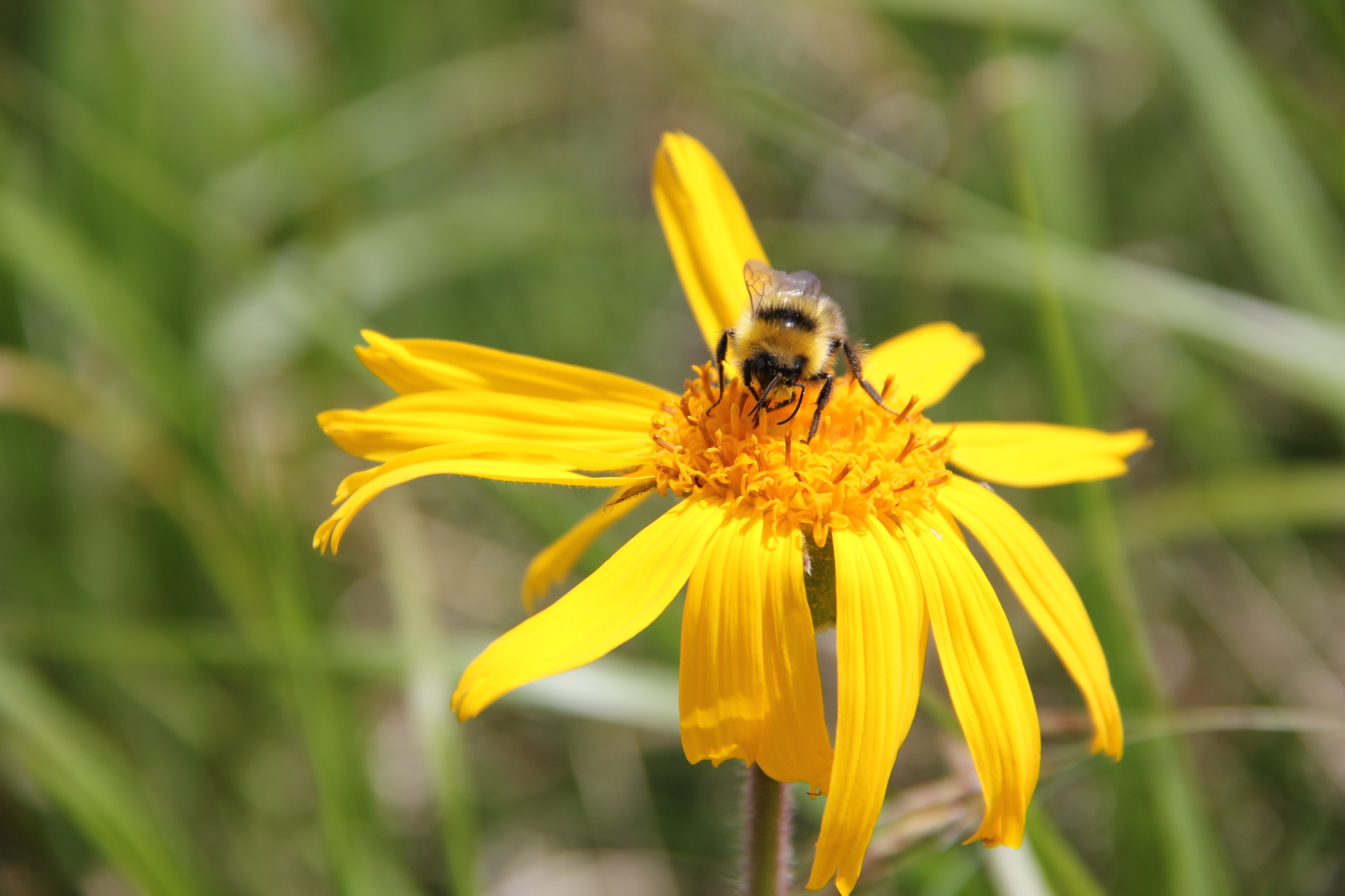 yellow honey bee