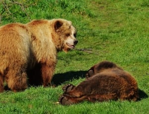 2 grizzly bears thumbnail