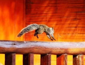 brown small animal jumps over brown wooden fence photo thumbnail