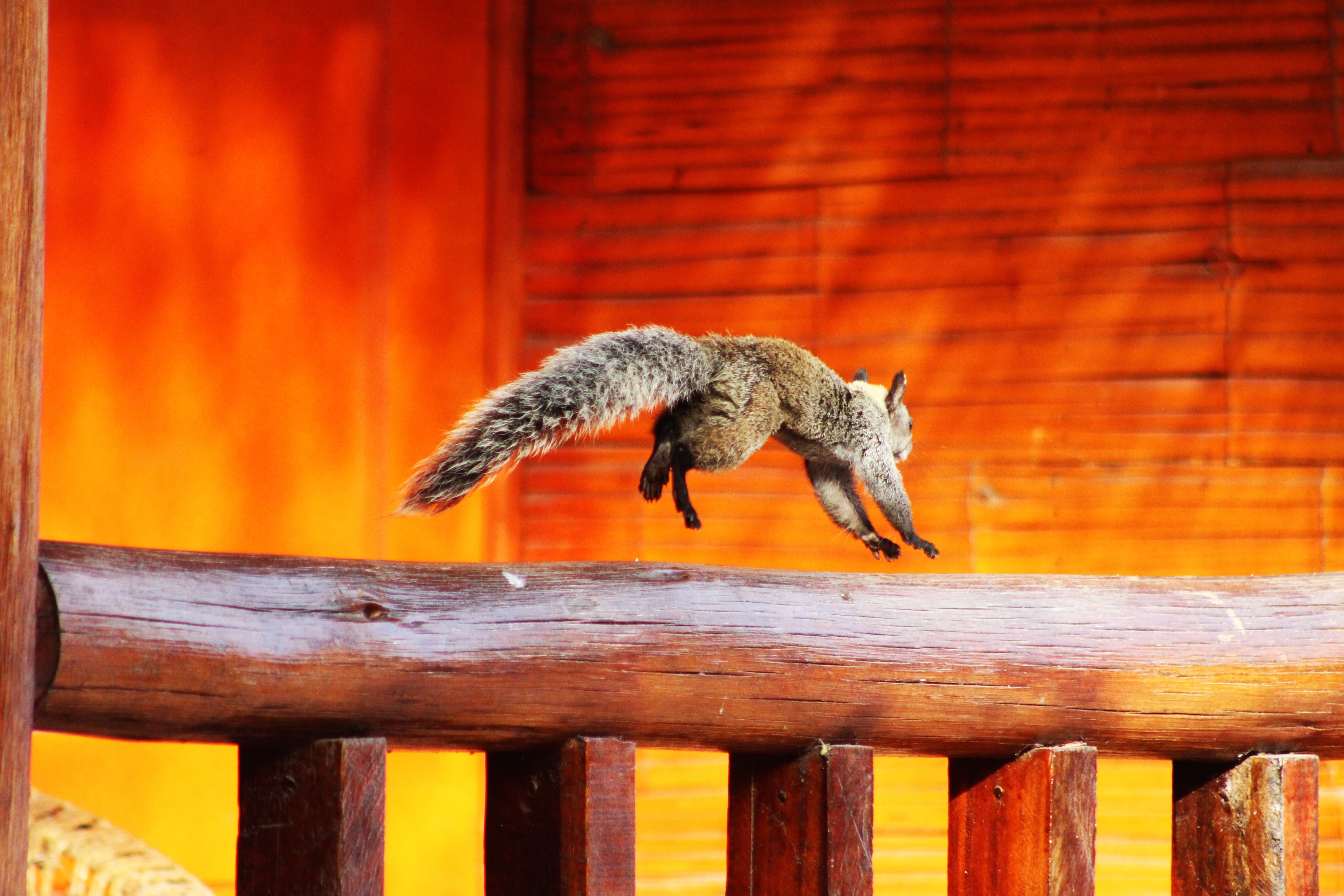 brown small animal jumps over brown wooden fence photo