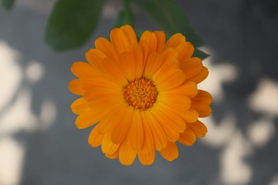 yellow flower preview