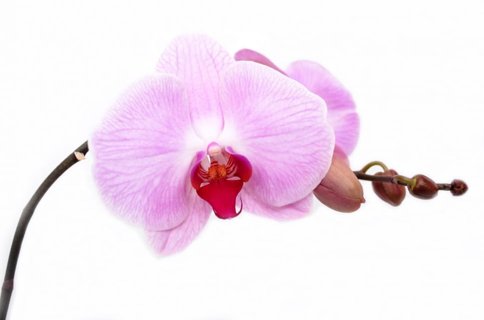 purple orchid flower preview
